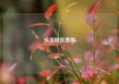抖音粉丝费用