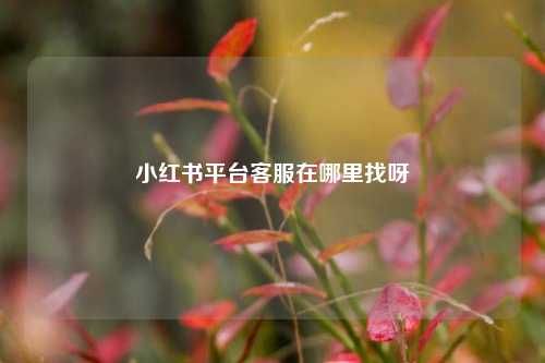 小红书平台客服在哪里找呀  第1张