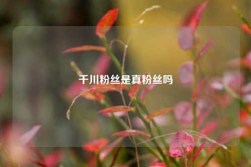 千川粉丝是真粉丝吗  第1张