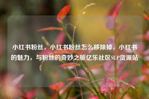 小红书粉丝，小红书粉丝怎么移除掉，小红书的魅力	，与粉丝的奇妙之旅亿乐社区SUP货源站  第1张